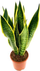 Sansevieria