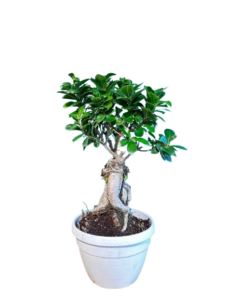 FICUS GINSENG